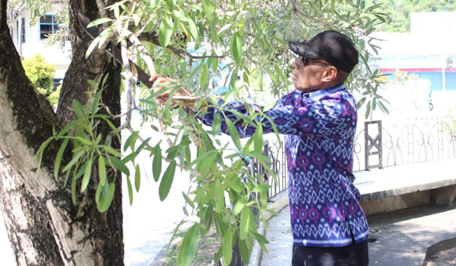 BTM saat ikut merapikan ranting pohon di taman Imbi Kota Jayapura Kamis (21/06/2018) / Uya