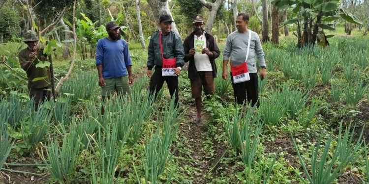 Binmas Noken Polri Ajarkan Masyarakat Jayawijaya Cara Bertani yang Benar