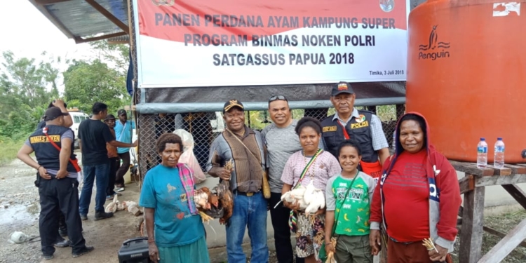 2 Bulan Beternak, Satgas Binmas Noken di Timika Panen 1000 Ekor Ayam Kampung Super