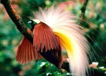 Salah satu satwa endemik milik Papua / google