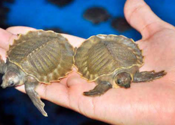 Kura kura moncong babi / google