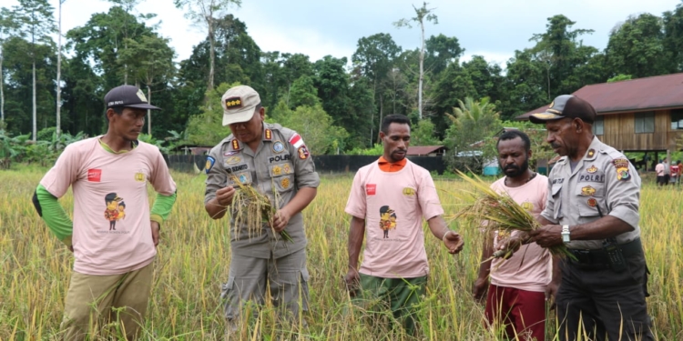 Berdayakan Ekonomi OAP, Binmas Noken Polri Bantu Petani Padi di Yahukimo