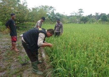 Jelang Musim Panen, Satgas Noken Binmas Polres Yahukimo Tinjau Pertanian Warga