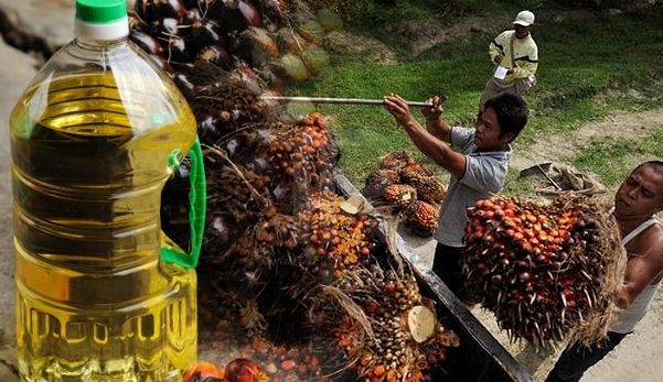 Produksi Minyak Kelapa Sawit, Faktor Pertumbuhan Positif IBS Papua