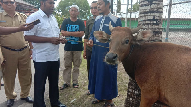 Plt Bupati Biak Numfor saat menyerahkan hewan Qurban kepada pengurus PHBI di Biak
