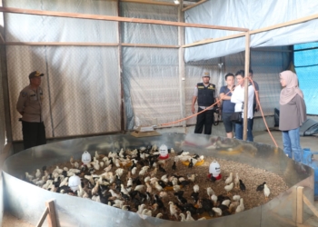 Binmas Noken Polri Kunjungi Peternak Ayam Binaan di Mimika