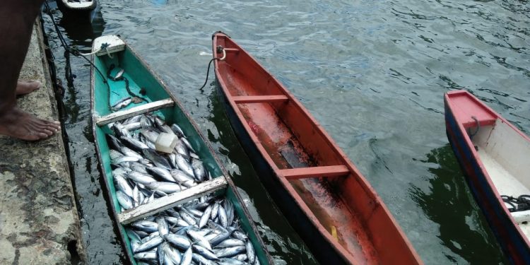 Kenaikan harga ikan ekor kuning sebabkan inflasi di kota Jayapura/ BMKenaikan harga ikan ekor kuning sebabkan inflasi di kota Jayapura/ BM