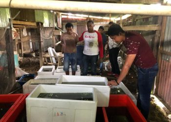 Barang bukti berhasil di gagalkan anggota Subdit IV Tipidter Ditreskrimsus Polda Papua, Selasa (26/3/2019 pagi.