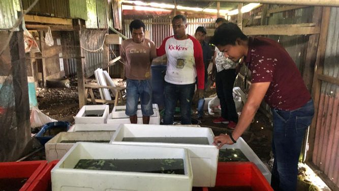 Barang bukti berhasil di gagalkan anggota Subdit IV Tipidter Ditreskrimsus Polda Papua, Selasa (26/3/2019 pagi.