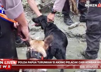 Polda Papua Turunkan 15 Anjing Pelacak Cari Korban Hilang