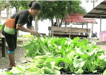 Dana Desa Kampung Ketuapi Yapen Dimanfaatkan Untuk Tanam Sayur Mayur
