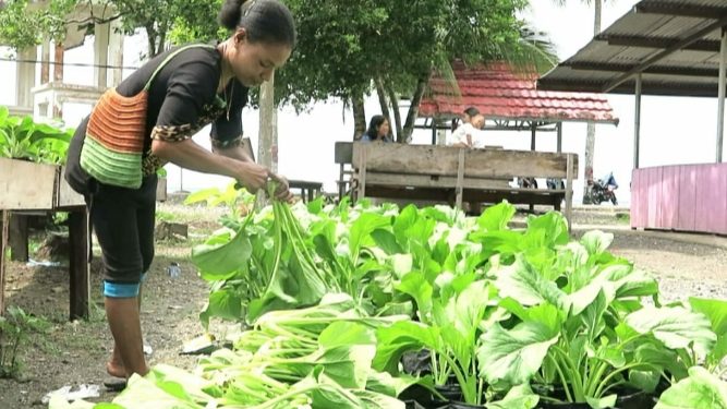 Dana Desa Kampung Ketuapi Yapen Dimanfaatkan Untuk Tanam Sayur Mayur