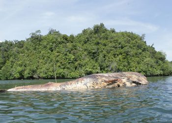 Bangkai Ikan Paus Yang Mati Diperairan Ambai Mulai Membusuk