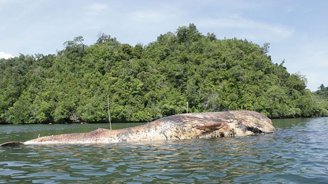 Bangkai Ikan Paus Yang Mati Diperairan Ambai Mulai Membusuk