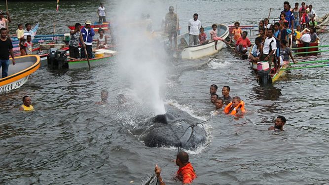 Paus Sepanjang 12 M Terdampar di Parairan Ambai