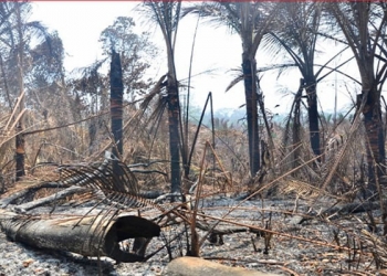 Hutan Sagu Terbakar, Pemkab Jayapura Tangapi Serius