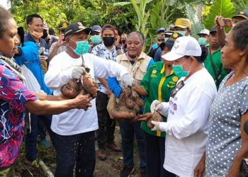 Bupati Jayapura Canangkan Kampung Sebagai Sumber Ketahanan Pangan