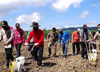 Bupati Keerom Canangkan Tanam Jagung  Hibrida