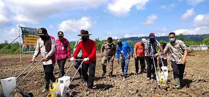 Bupati Keerom Canangkan Tanam Jagung  Hibrida