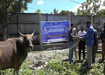 Demokrat Jayawijaya Serahkan Bantuan Hewan Kurban