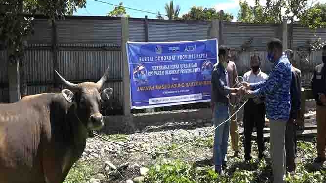 Demokrat Jayawijaya Serahkan Bantuan Hewan Kurban