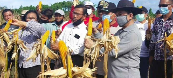 Markum: Jagung Produksi Keerom Siap Dikirim Keluar Papua