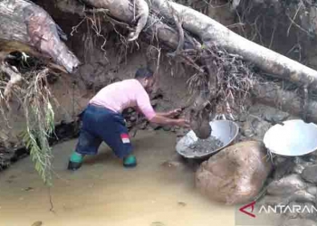 Penambang Korowai Barter Emas dengan Barang