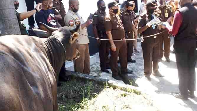 Walikota Jayapura Salurkan Hewan Qurban
