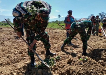 Tingkatkan Ekonomi Di Masa Pandemi, Babinsa Koramil Wamena Bantu Warga Berkebun