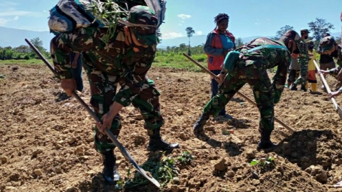 Tingkatkan Ekonomi Di Masa Pandemi, Babinsa Koramil Wamena Bantu Warga Berkebun