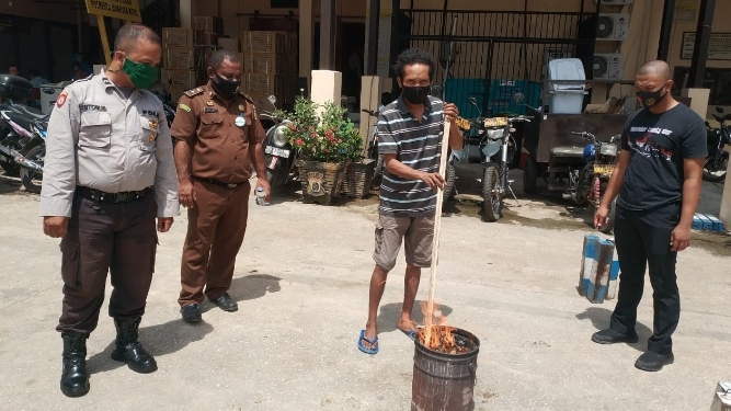 Polisi Musnahkan 14 Pohon Ganja Kering