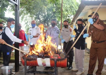 Polda Papua Musnahkan BB Kasus Narkoba