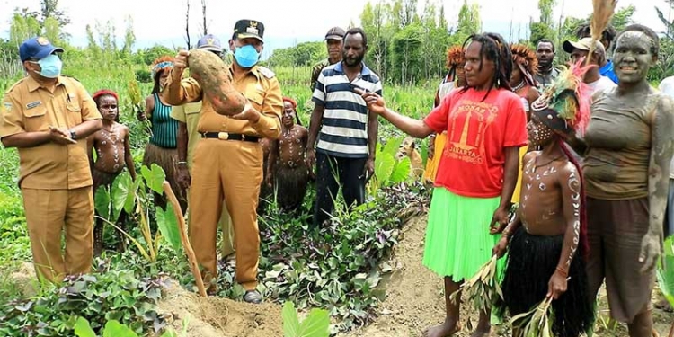 Bupati Jayawijaya Ajak Masyarakat Terus Berkebun