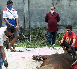 suasana pemotongan Hewan Qurban, disaksikan pimpinan PDAM Jayapura, (20/07/2021).