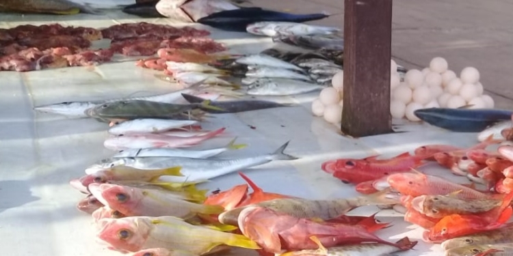 Siklus Cuaca Perairan Jayapura Berubah-Ubah Harga Ikan Kembali Naik