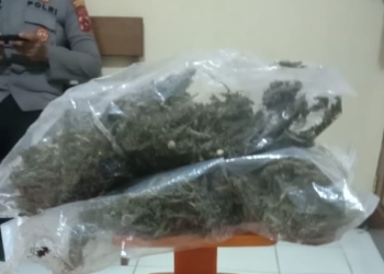 Polisi Kembali Ciduk Calon Penumpang Kapal di Pelabuhan Kedapatan Bawa Ganja
