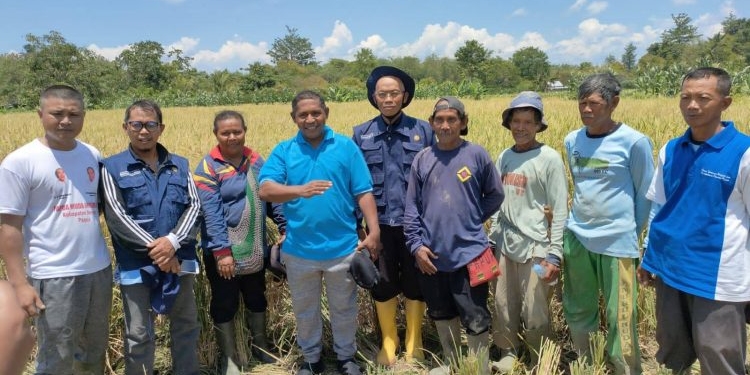 KETAHANAN PANGAN : Warga Distrik Skanto Panen Raya Padi Varietas Mamberamo