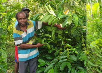 Ketua Kelompok Tani Kopi Usaha Bersama, Usaha Bersama Kampung Yanbra, Distrik Kemtuk, Kabupaten Jayapura, Gideon Waisima.(FOTO IST/REDAKSI)