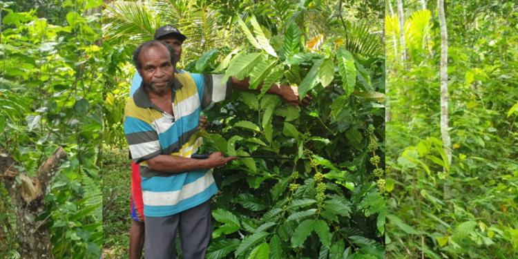 Ketua Kelompok Tani Kopi Usaha Bersama, Usaha Bersama Kampung Yanbra, Distrik Kemtuk, Kabupaten Jayapura, Gideon Waisima.(FOTO IST/REDAKSI)