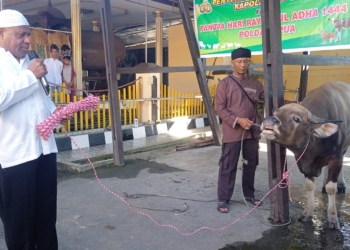Idul Adha 1444 Hijriah, Polda Papua Sumbang 17 Hewan Qurba