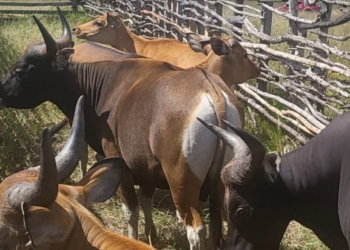 Presiden Sumbang Hewan Qurban Untuk Umat Muslim di Papua Pegunungan