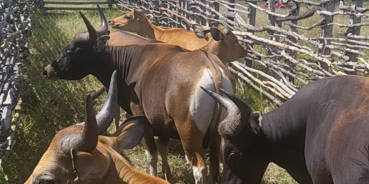 Presiden Sumbang Hewan Qurban Untuk Umat Muslim di Papua Pegunungan