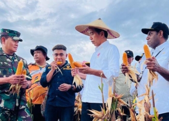 Presiden Jokowi Tinjau Ladang Jagung di Keerom