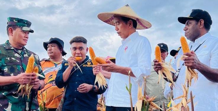 Presiden Jokowi Tinjau Ladang Jagung di Keerom