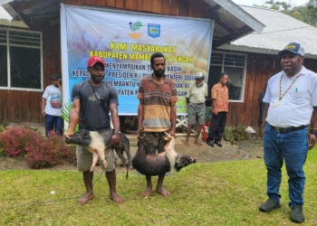 Menteri Sosial Bantu Seribu Bibit Ternak Babi Kepada Masyarakat di Kelila