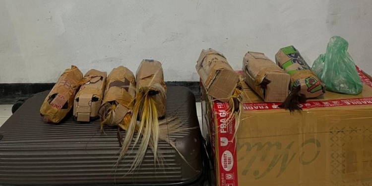 Polisi Gagalkan Pengiriman 7 Ekor Burung Cendrawasih di Pelabuhan Jayapura