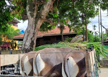 BTM BERIKAN BANTUAN 25 SAPI KURBAN DI IDUL ADHA