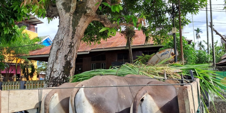 BTM BERIKAN BANTUAN 25 SAPI KURBAN DI IDUL ADHA