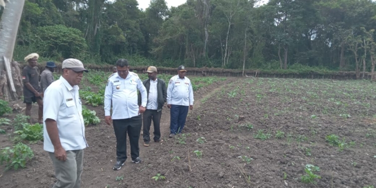 Pemerintah Jayawijaya Wacanakan Stop Datangkan Sayur dari Luar