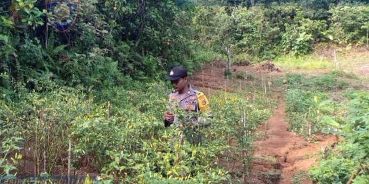 Polres Biak Numfor Polda Papua Ikut Dukung Program Ketahanan Pangan
